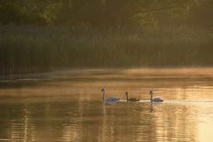 morgens am Lac de Madine