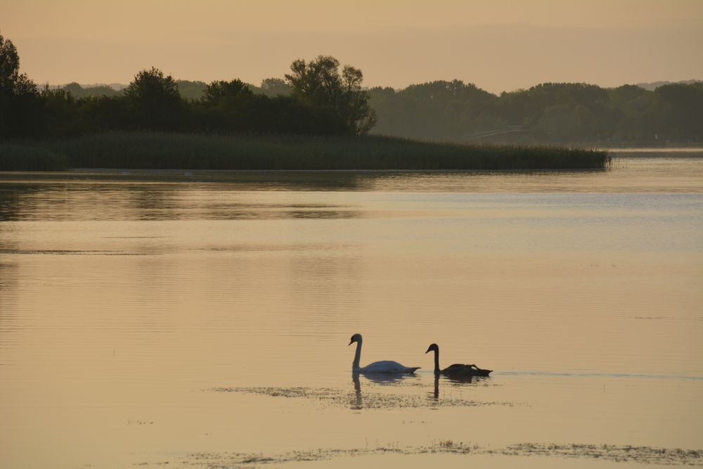 morgens am Lac de Madine