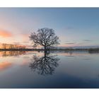 Morgens am Lieblingsbaum bei Hochwasser