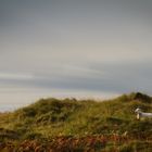 Morgens am Loch Assynt