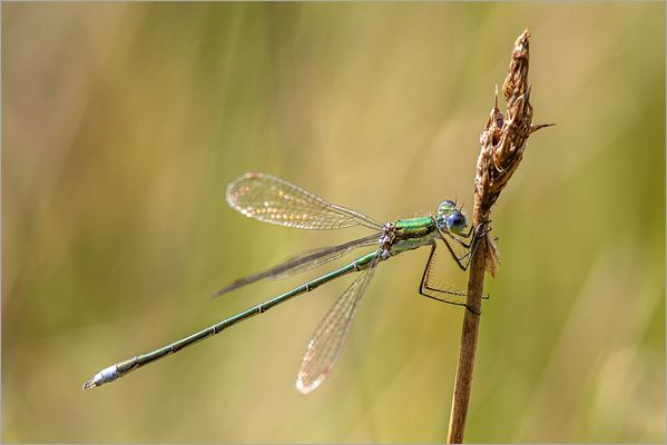 Morgens am Moortümpel