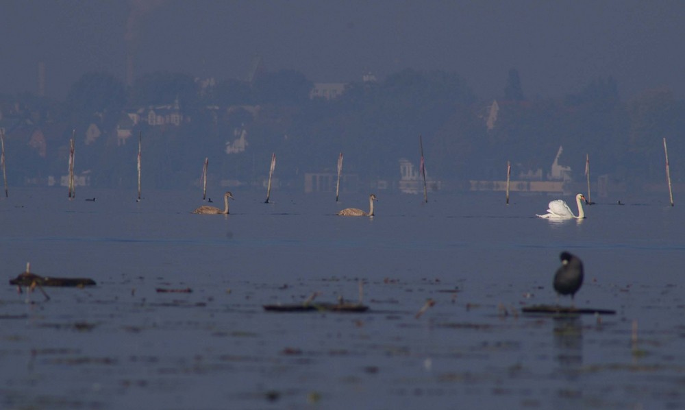 Morgens am Müggelsee