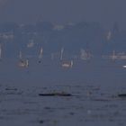 Morgens am Müggelsee