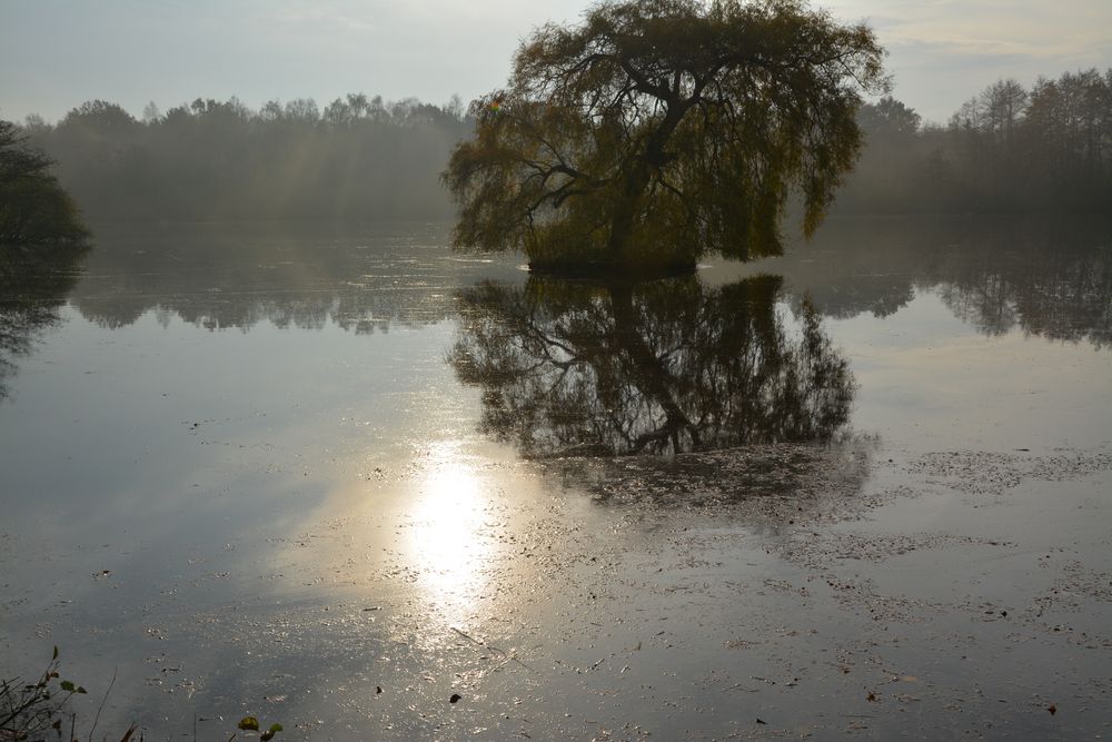 Morgens am Mühlensee