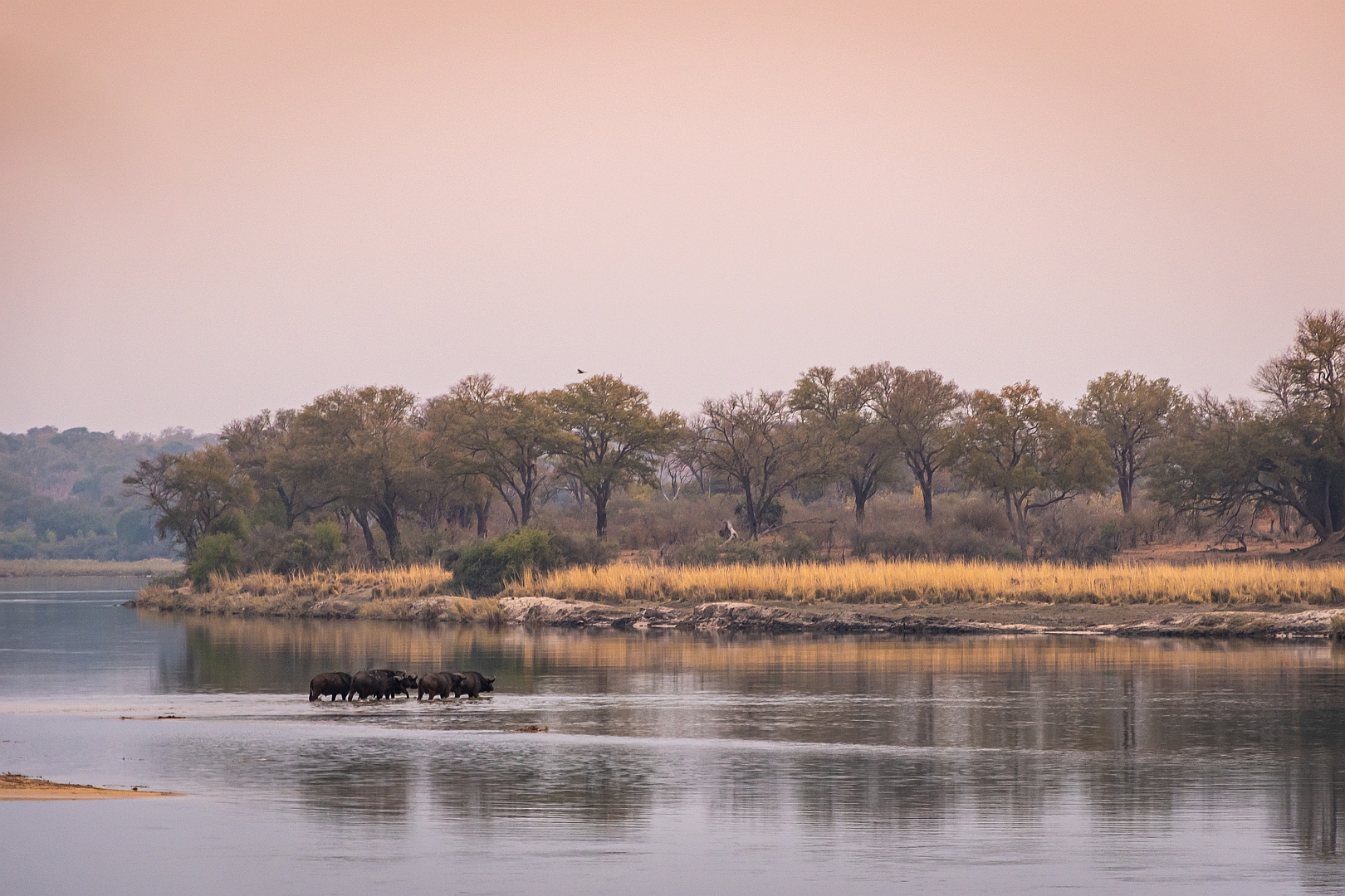 Morgens am Okavango (II)