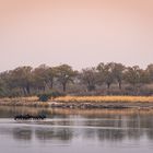 Morgens am Okavango (II)