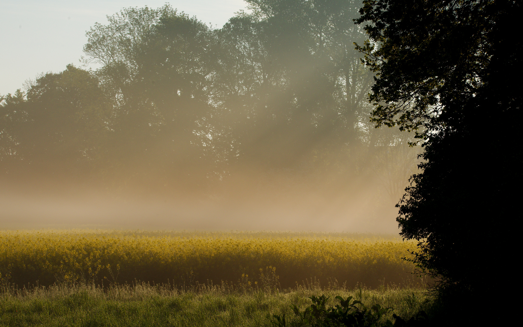 Morgens am Rapsfeld 1 