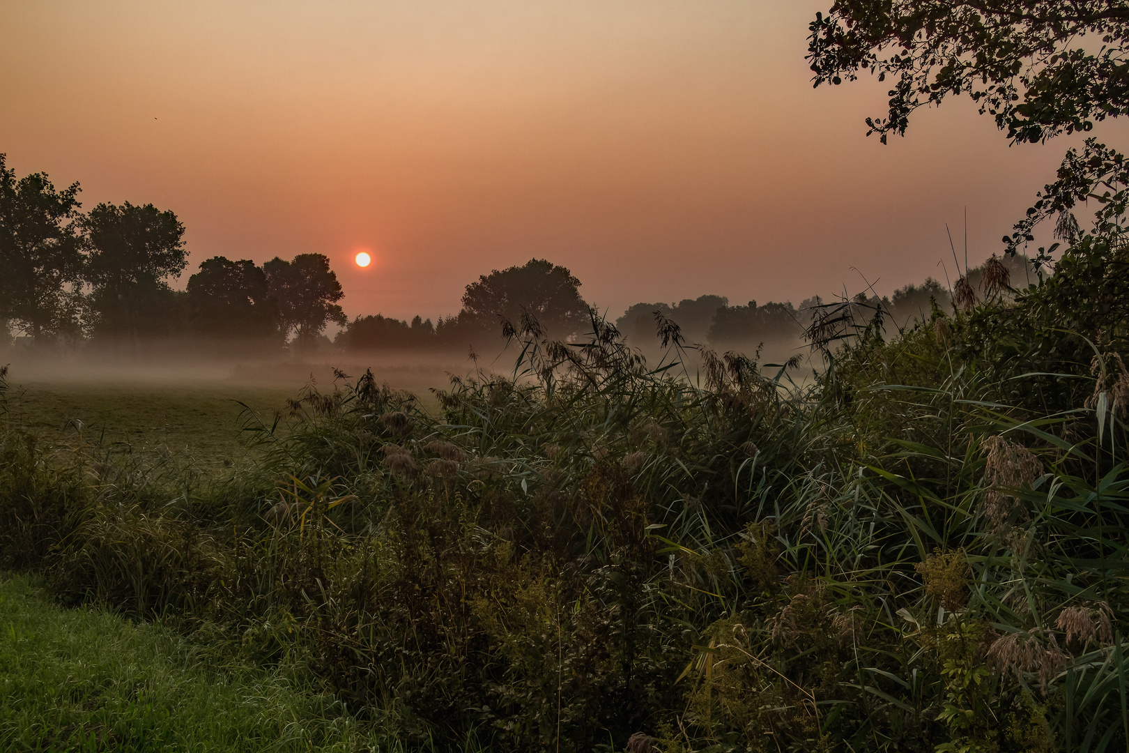 Morgens am Schilf