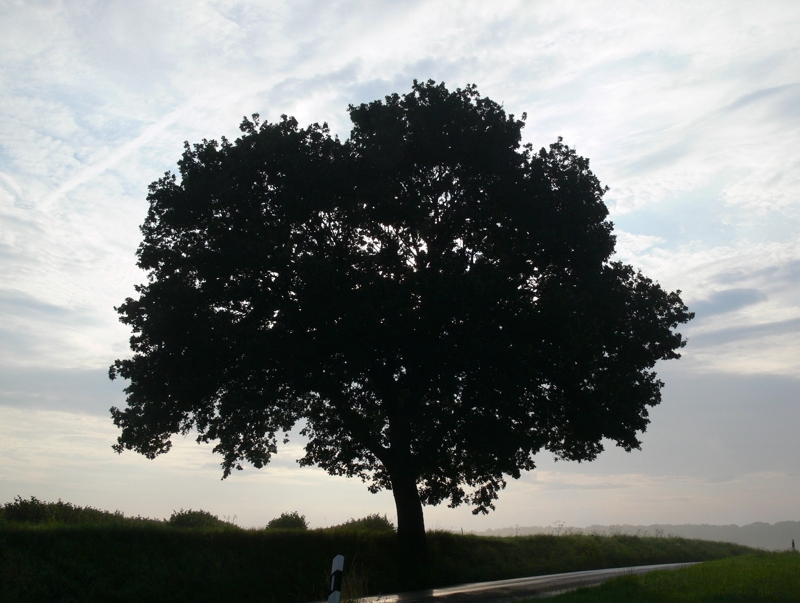 Morgens am Schuirweg