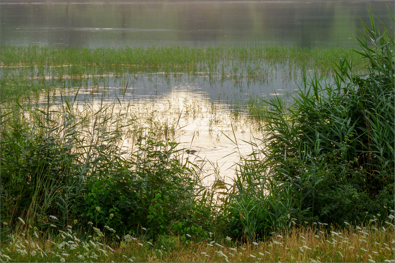 Morgens am See