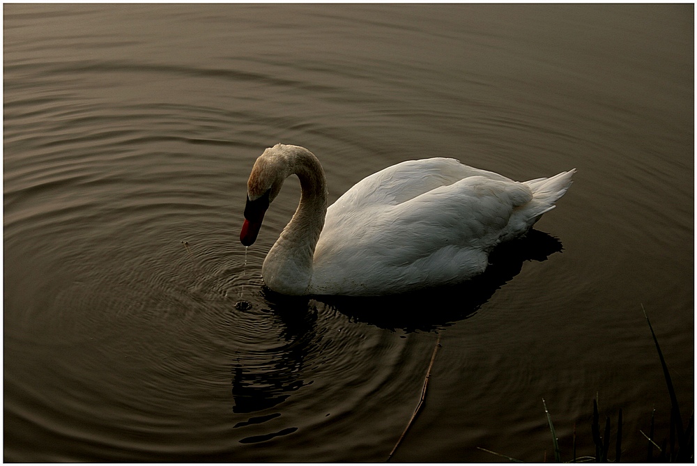 morgens am See