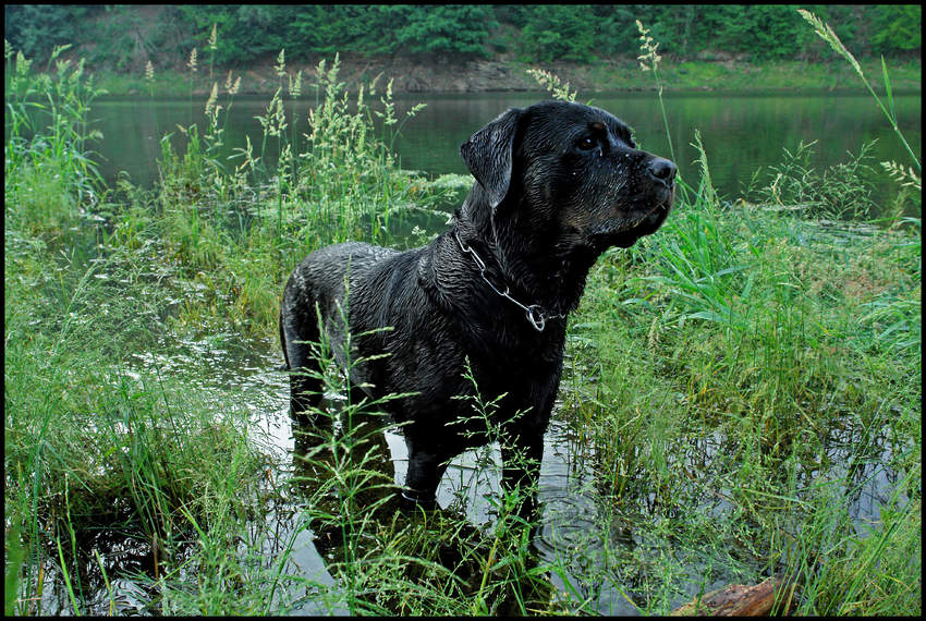 Morgens am See