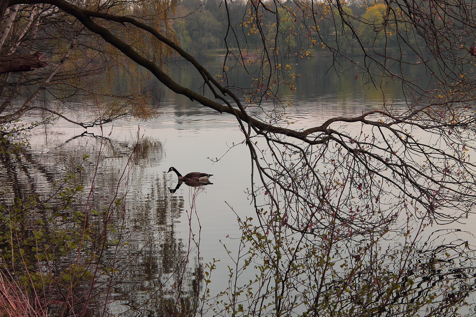 Morgens am See