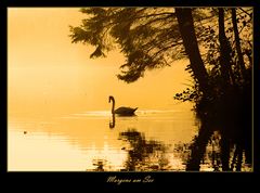 Morgens am See