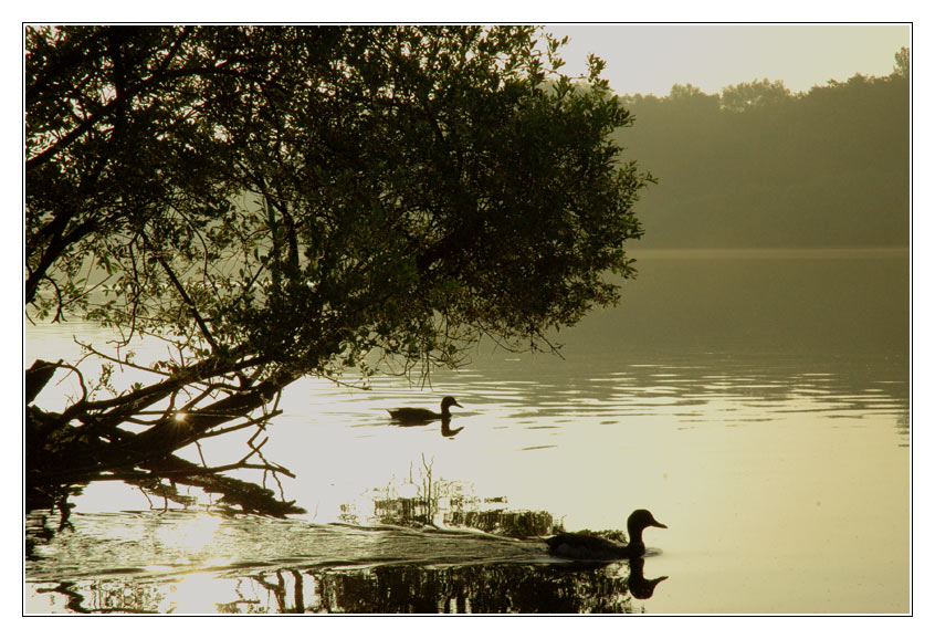 Morgens am See