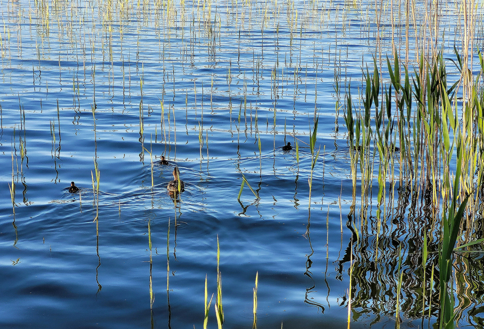 Morgens am See