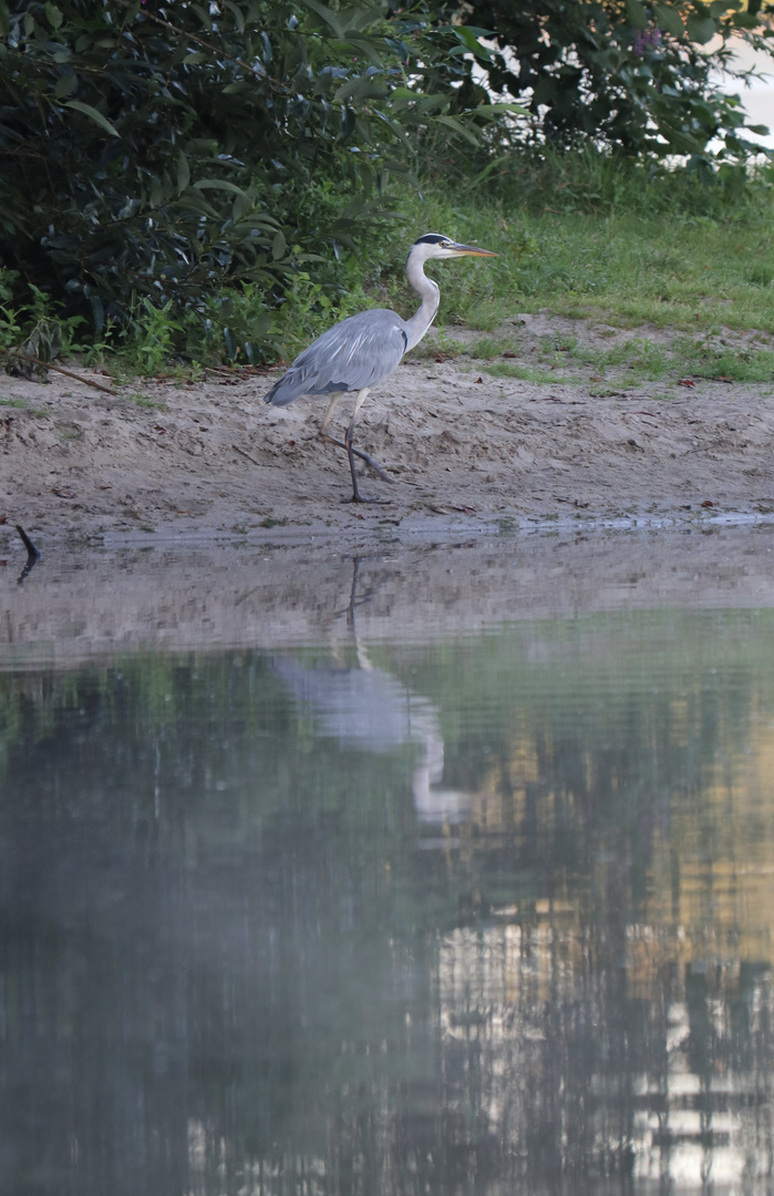 morgens am See