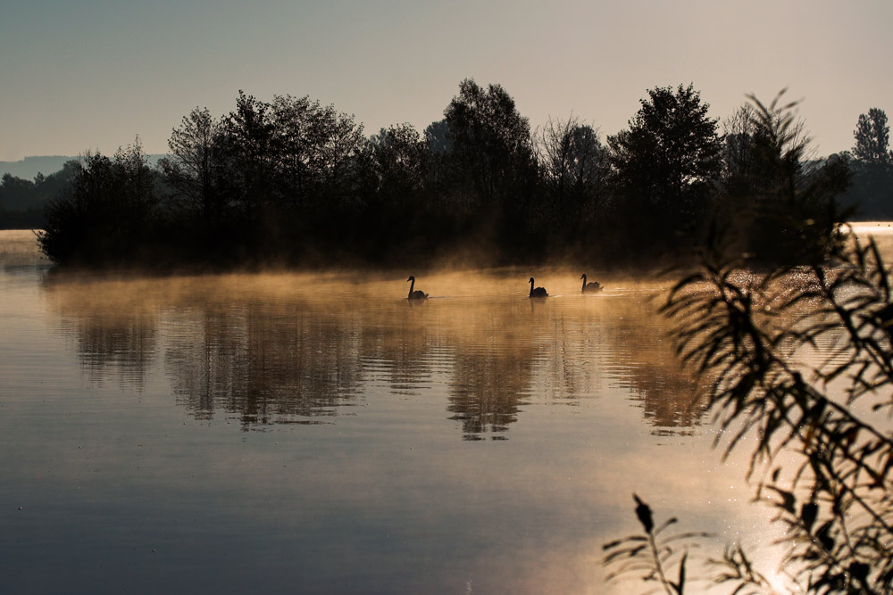 Morgens am See