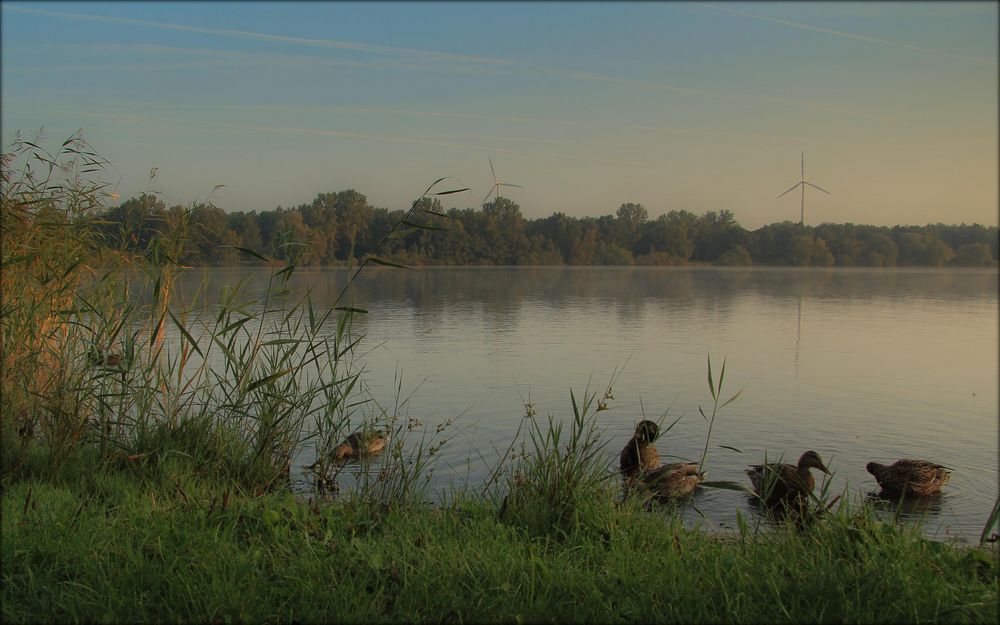 Morgens am See