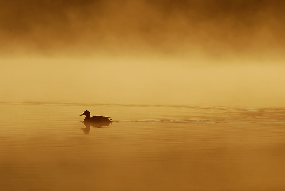 Morgens am See