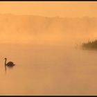 morgens am See