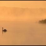 morgens am See