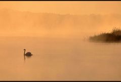 morgens am See