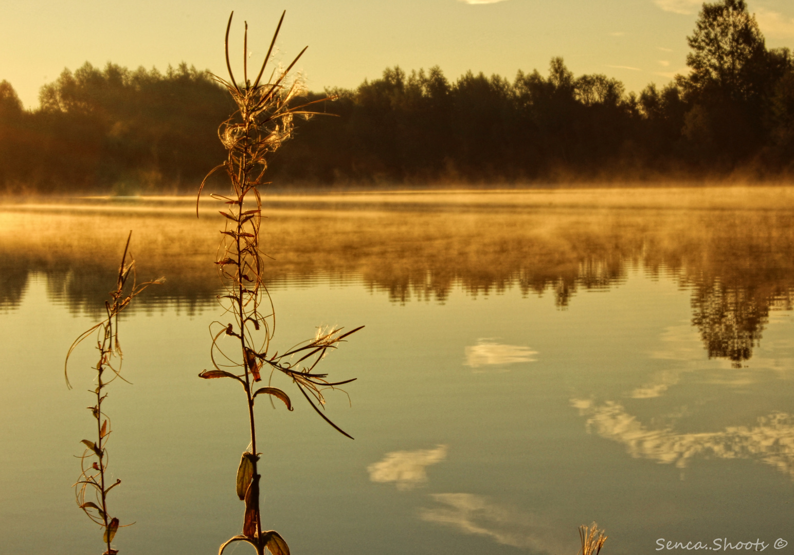 Morgens am See