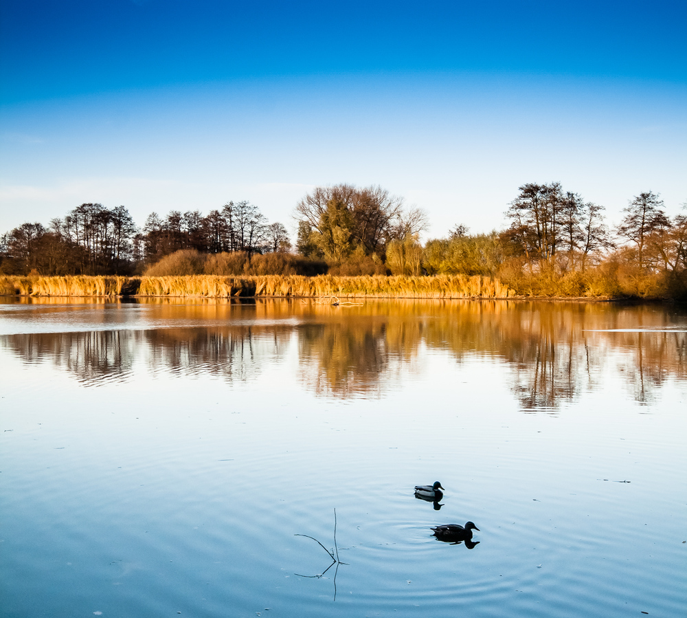 Morgens am See