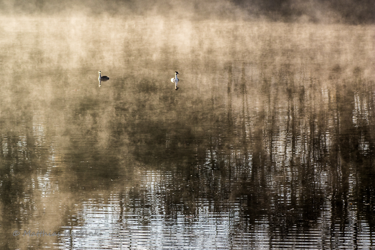 Morgens am See