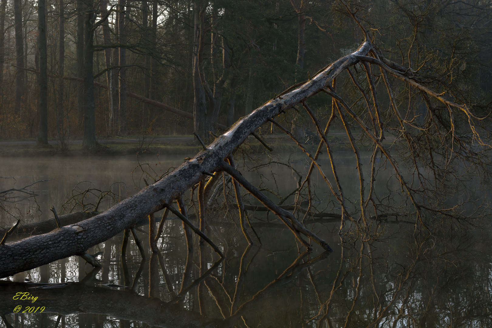 Morgens am See