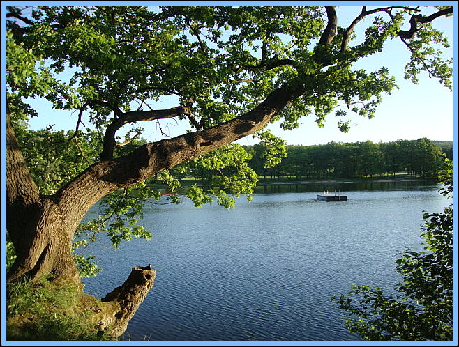 Morgens am See