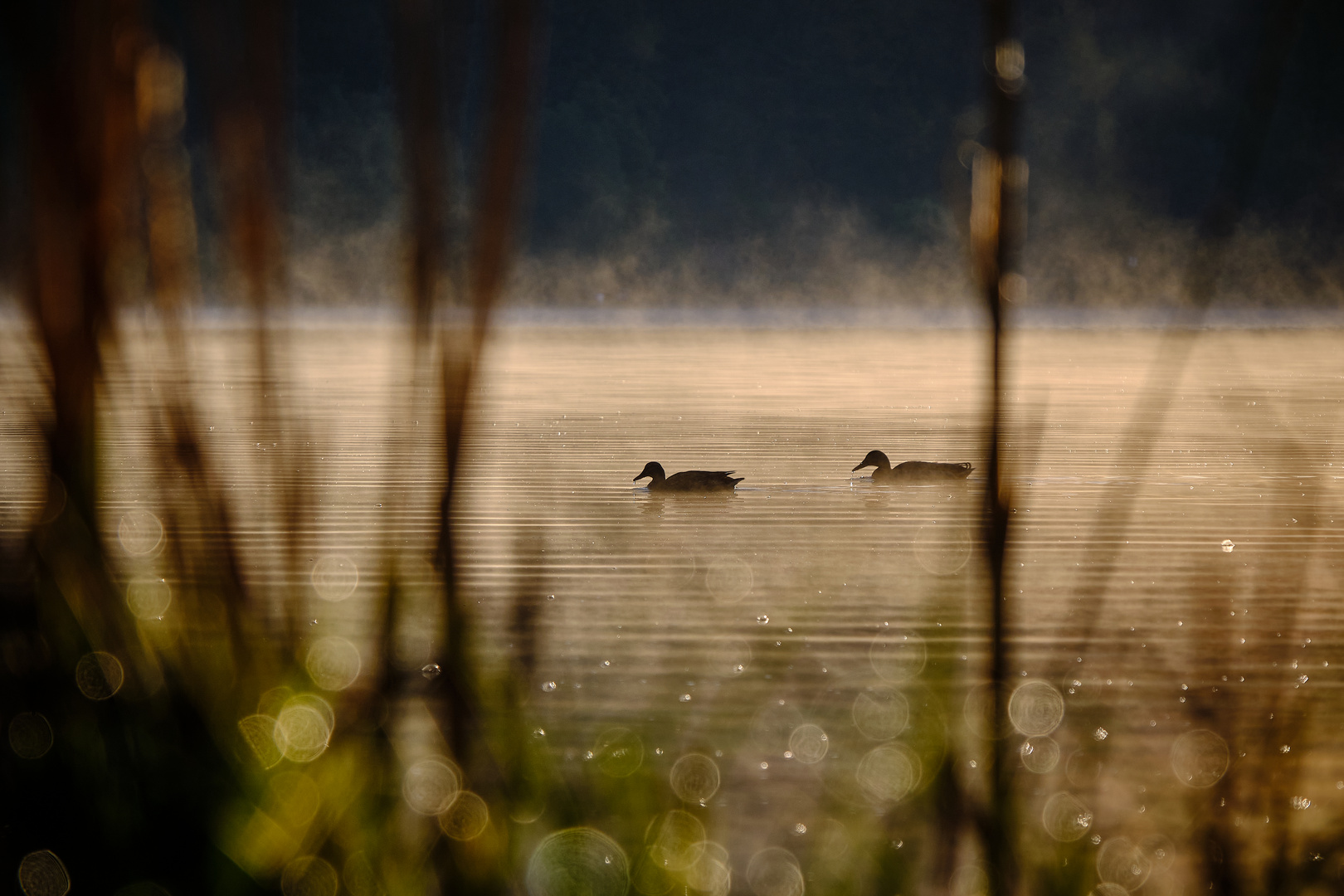 Morgens am See