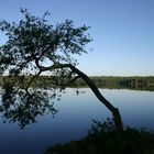 Morgens am See - Virserum - Schweden