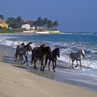 Morgens am Stand von Cabarete.