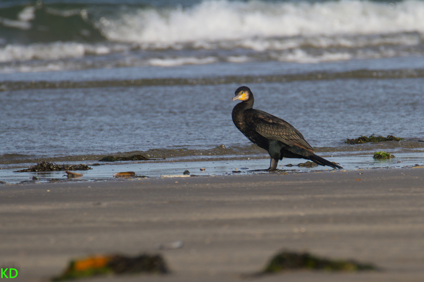 Morgens am Strand