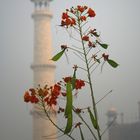 morgens am Taj Mahal