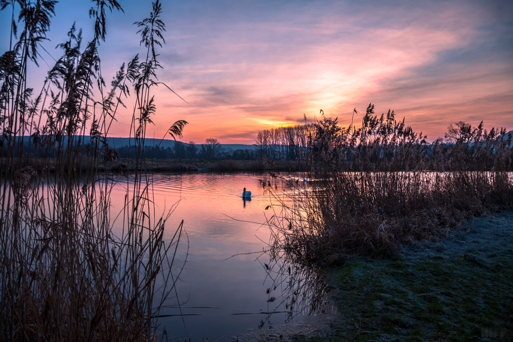 morgens am Teich