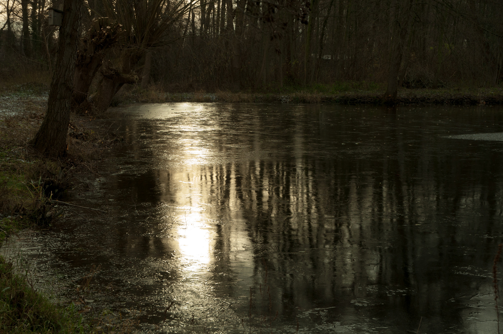 morgens am Teich