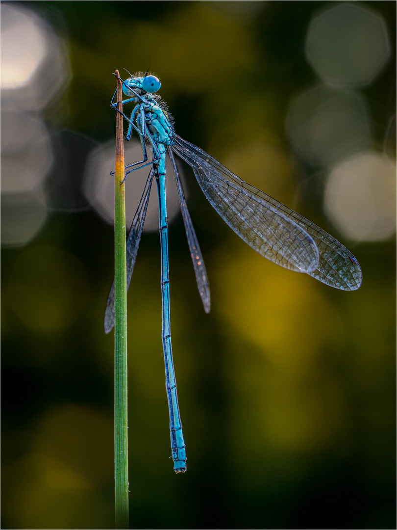 51+ Blaue Libellen Am Teich, Viele vertreter der großlibellen wie