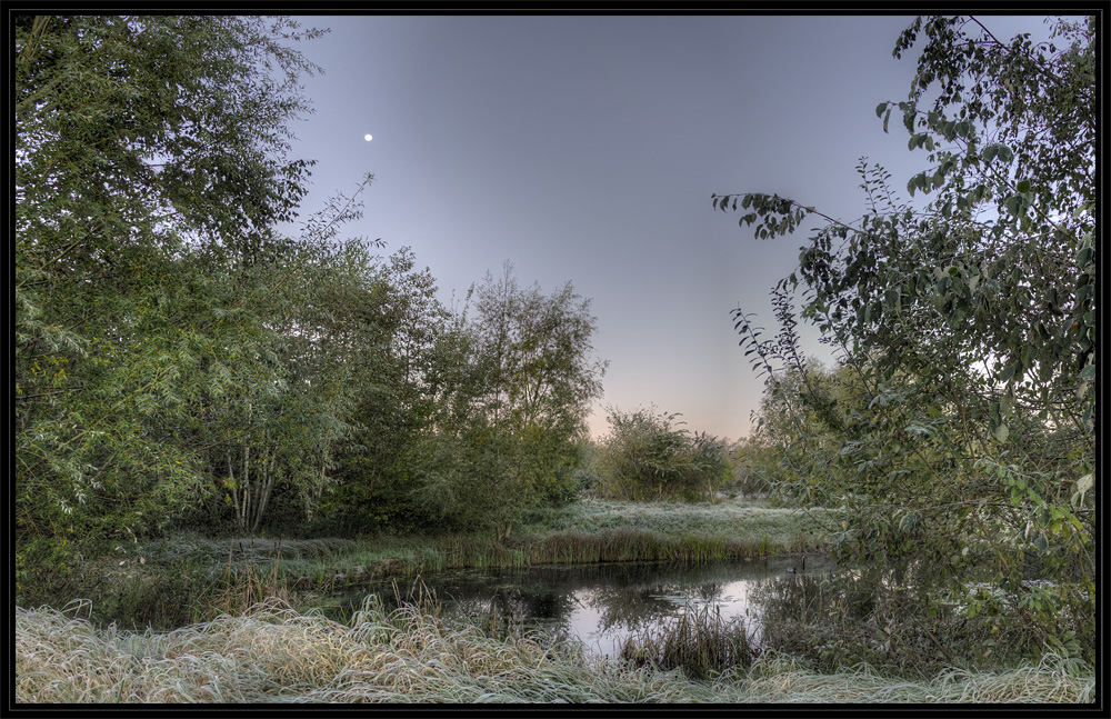 Morgens am Teich