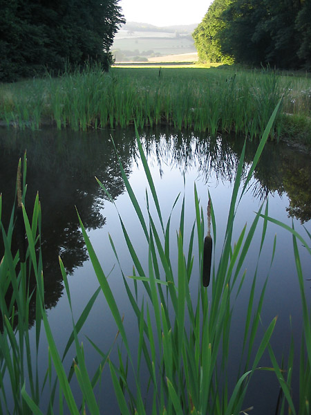 Morgens am Teich