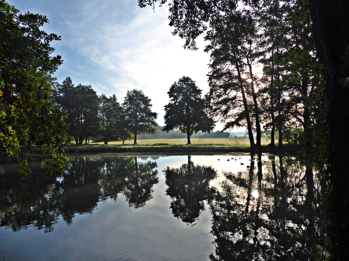 Morgens am Teich