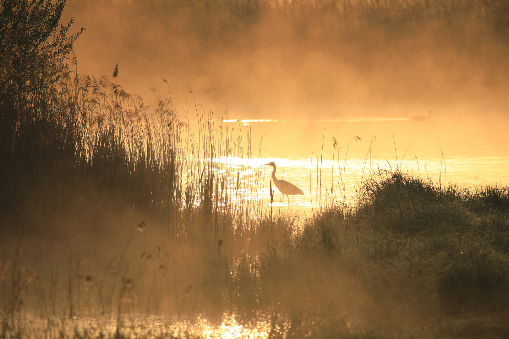 Morgens am Teich