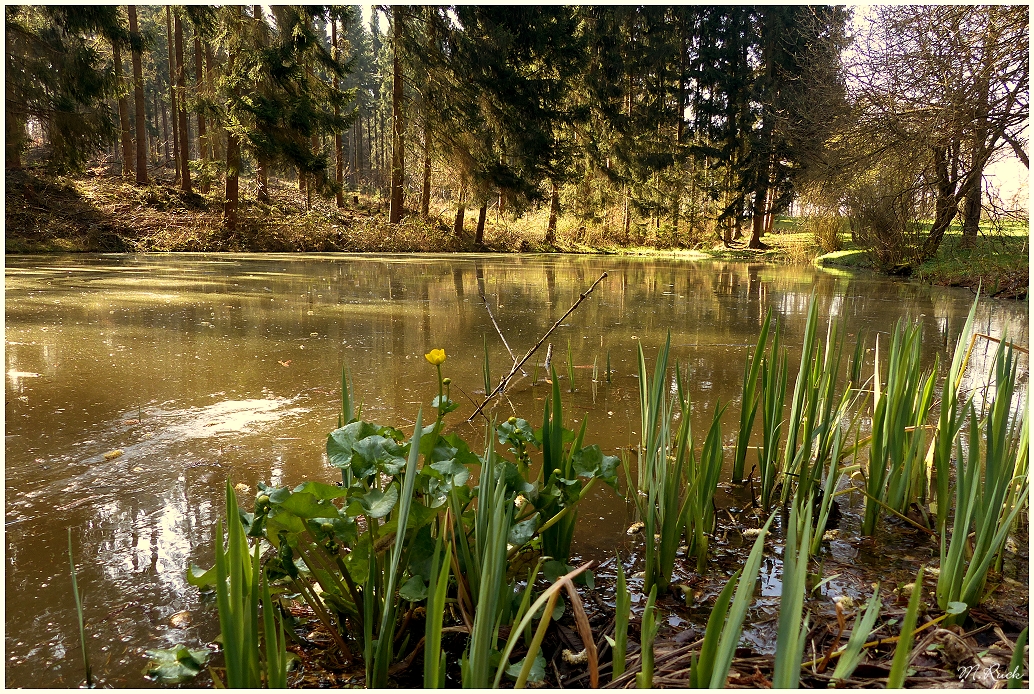 Morgens am Teich ,