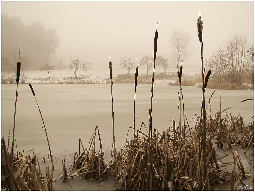 Morgens am Teich ,