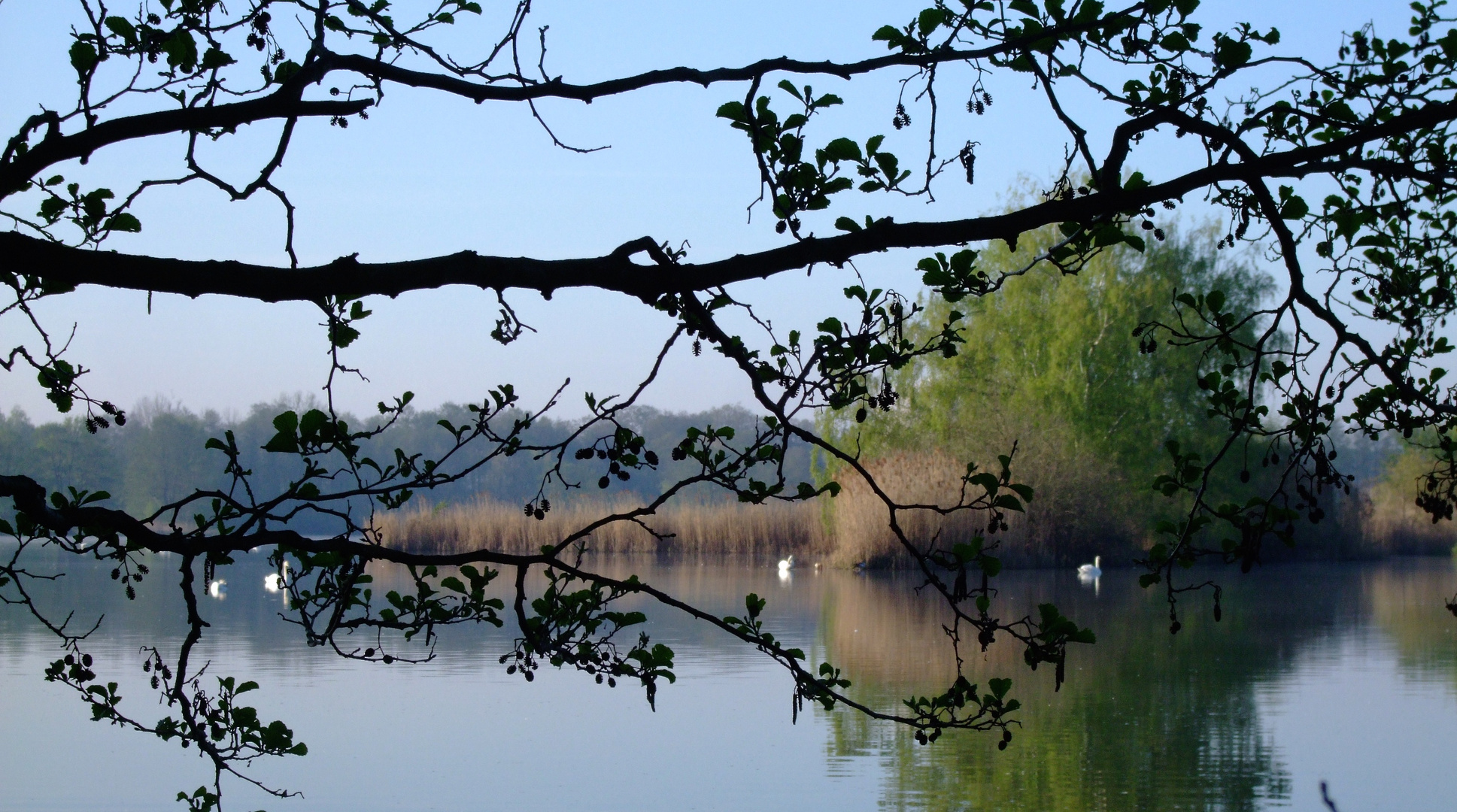 Morgens am Teich