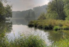 Morgens am Teich