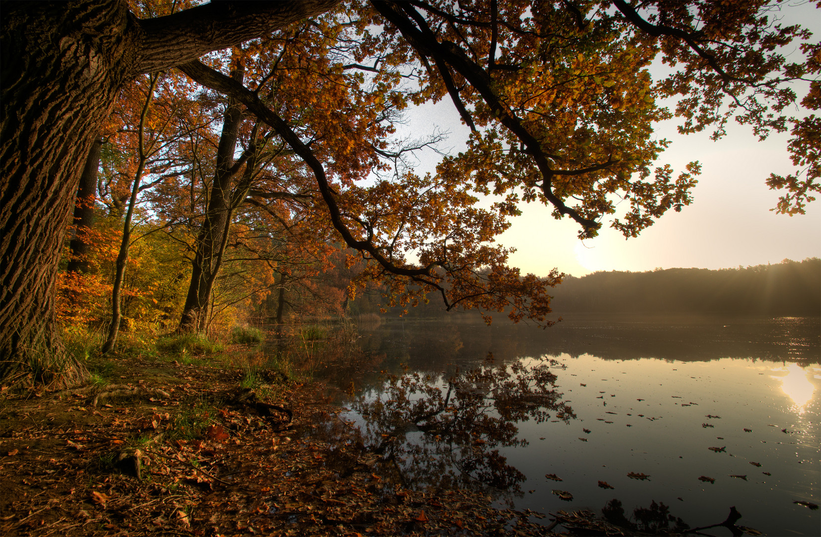 Morgens am Teich