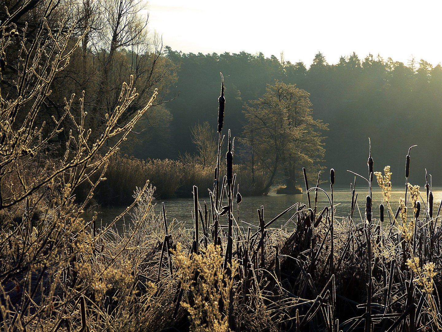 Morgens am Teich